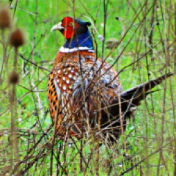 Male Pheasant 1024x768