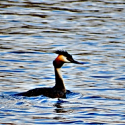 Great Crested Grebe 1024x768