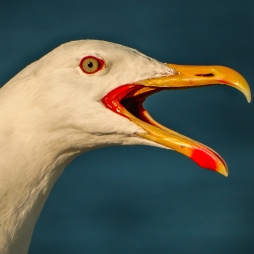 Screaming Of Seagull