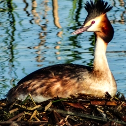Great Crested Grebe 5