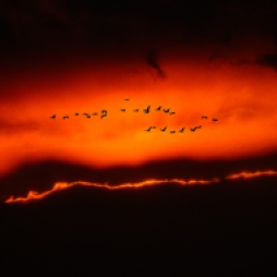 Apocalyptic Birds